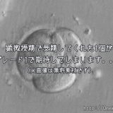 採卵の9個中 顕微授精で受精できた1個が初期胚に成長！しかもグレード1